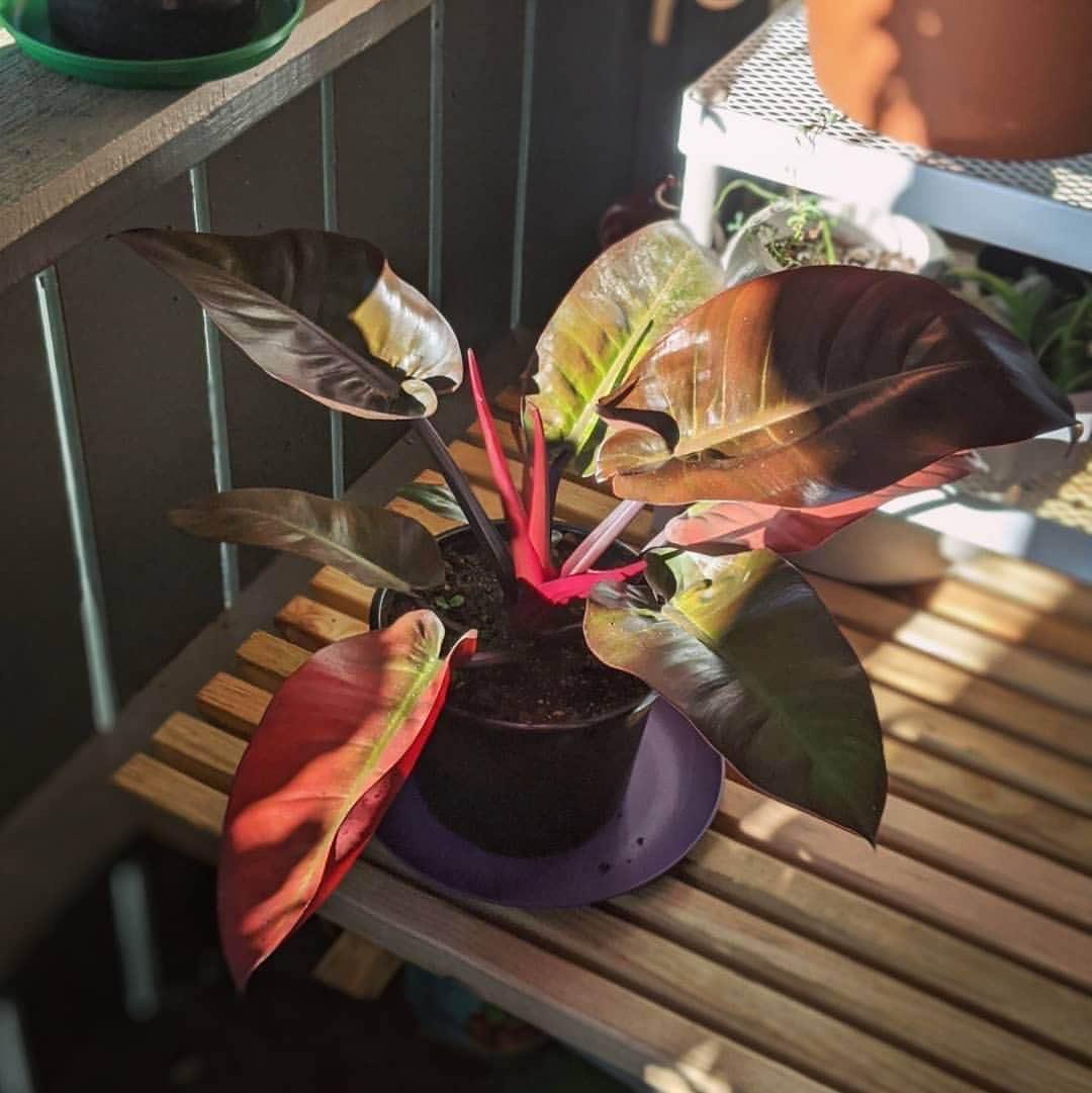 Philodendron 'black Cardinal' - View 36 from www redcrocus com