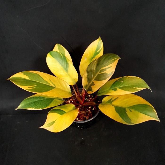 Philodendron 'black Cardinal' - View 39 from www redcrocus com