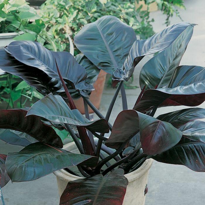 Philodendron 'black Cardinal' - View 40 from www redcrocus com