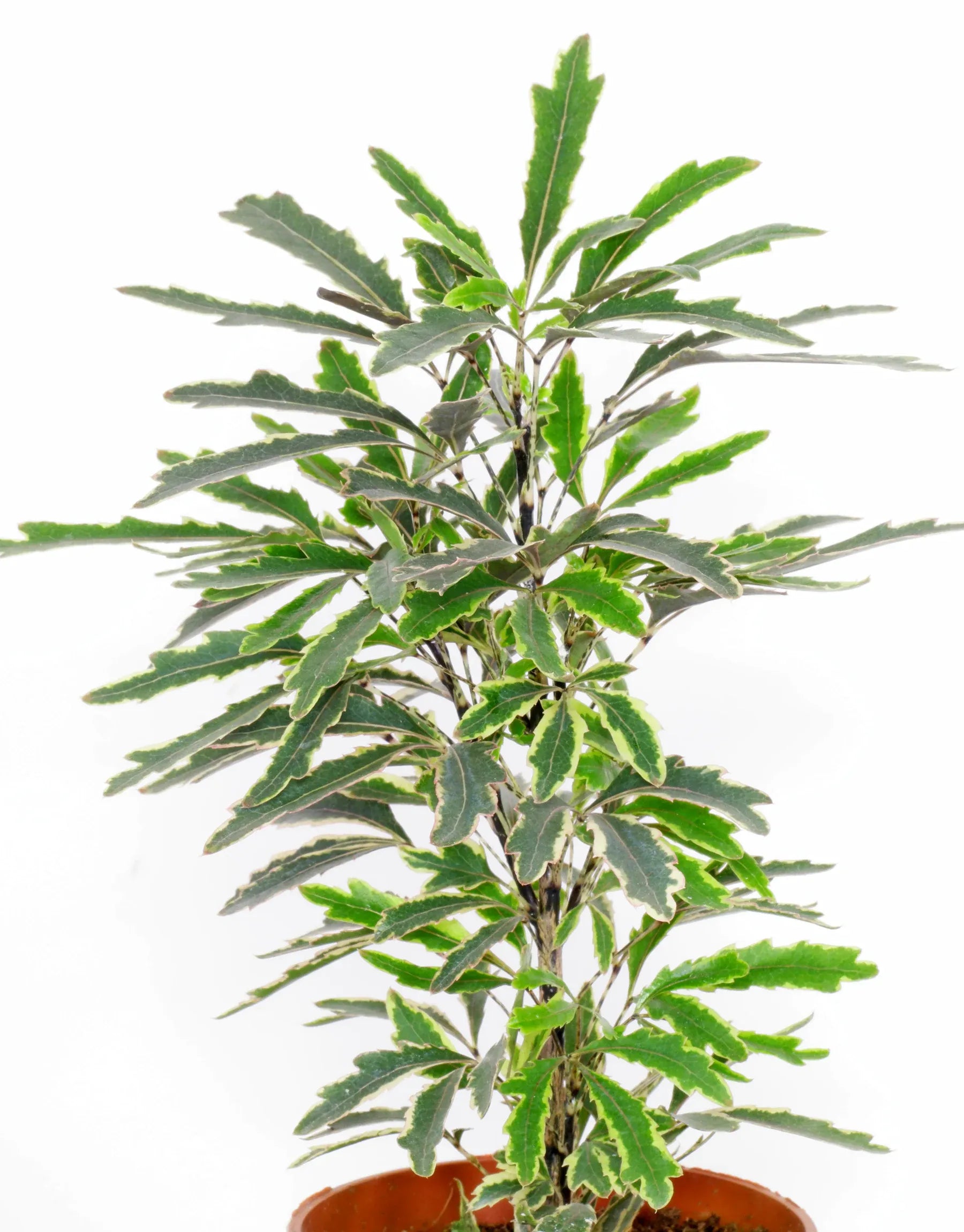 Aralia Schefflera Elegantissima - View 11 from www redcrocus com