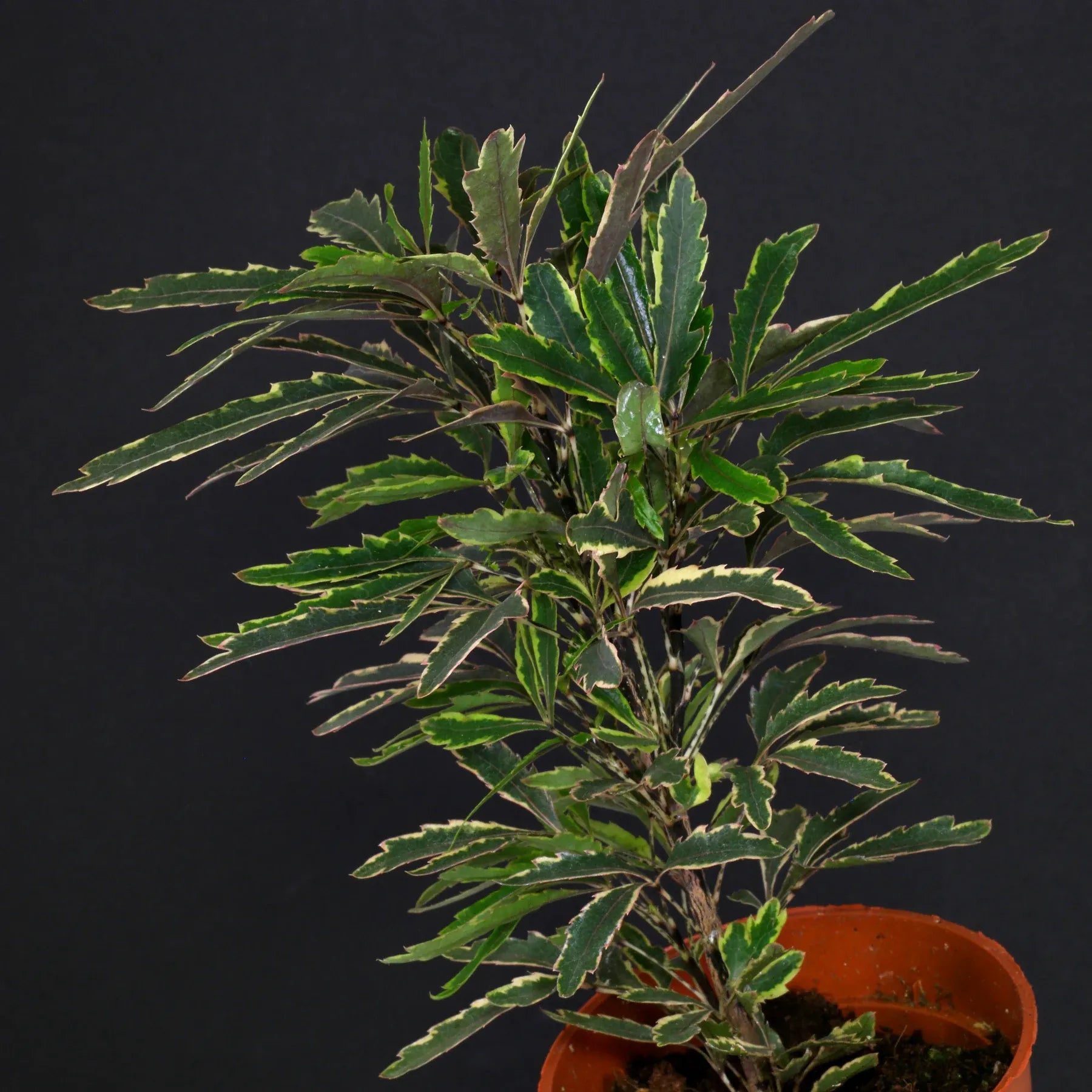 Aralia Schefflera Elegantissima - View 16 from www redcrocus com