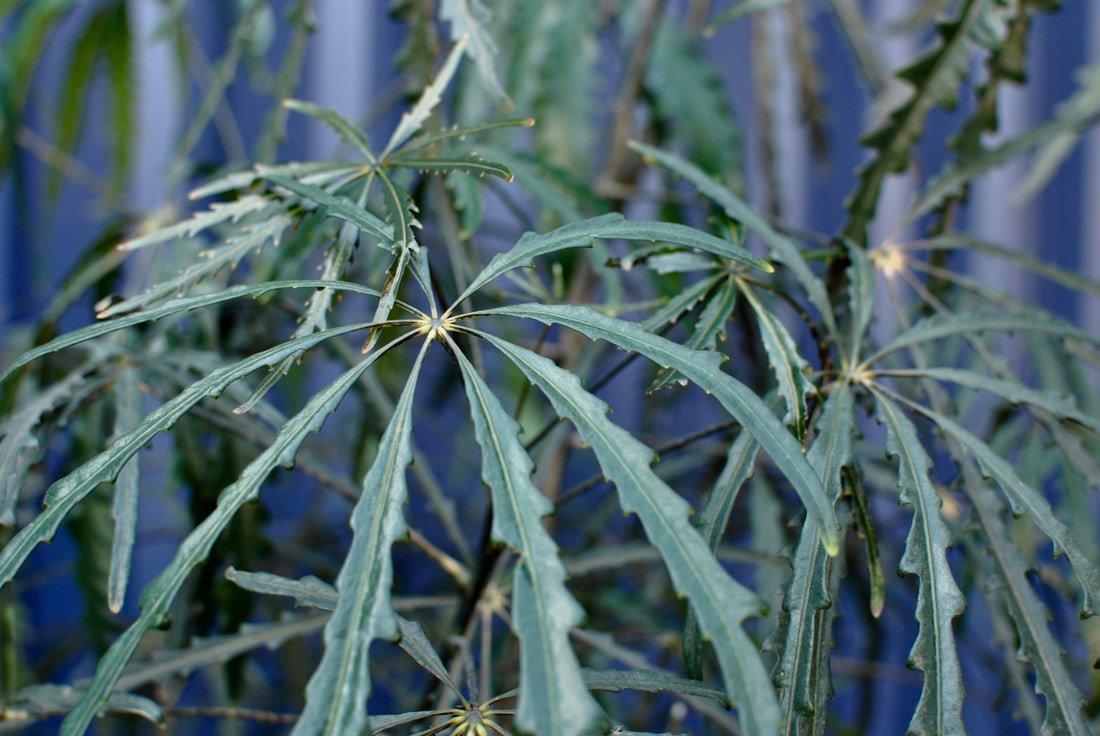 Aralia Schefflera Elegantissima - View 17 from www redcrocus com