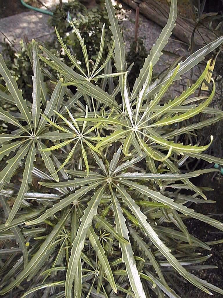 Aralia Schefflera Elegantissima - View 1 from www redcrocus com