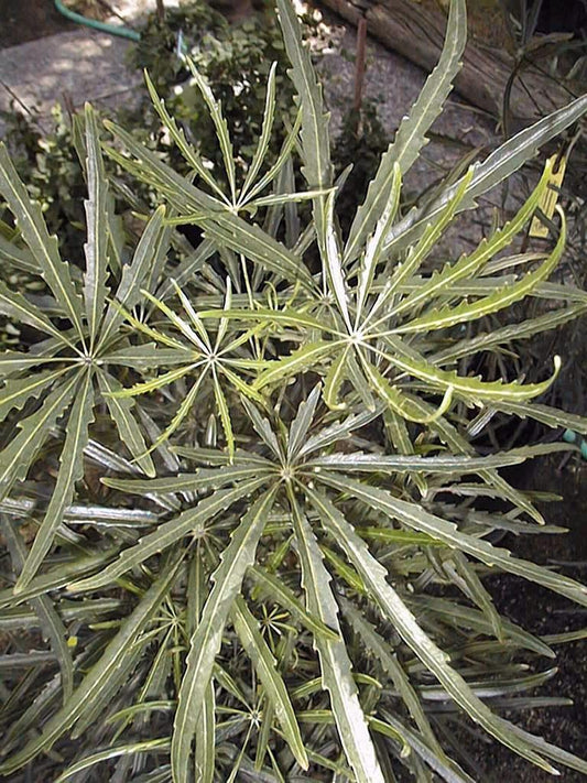Aralia Schefflera Elegantissima - View 1 from www redcrocus com