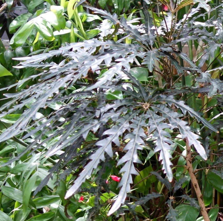 Aralia Schefflera Elegantissima - View 4 from www redcrocus com