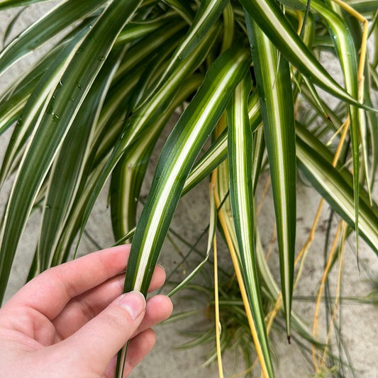Spider Plant Chlorophytum Assorted - View 1 from www redcrocus com