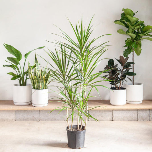 Dracaena Marginata, Staggered - View 26 from www redcrocus com