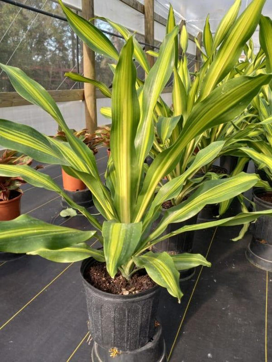 Dracaena Deremensis Giganta Bush - View 10 from www redcrocus com