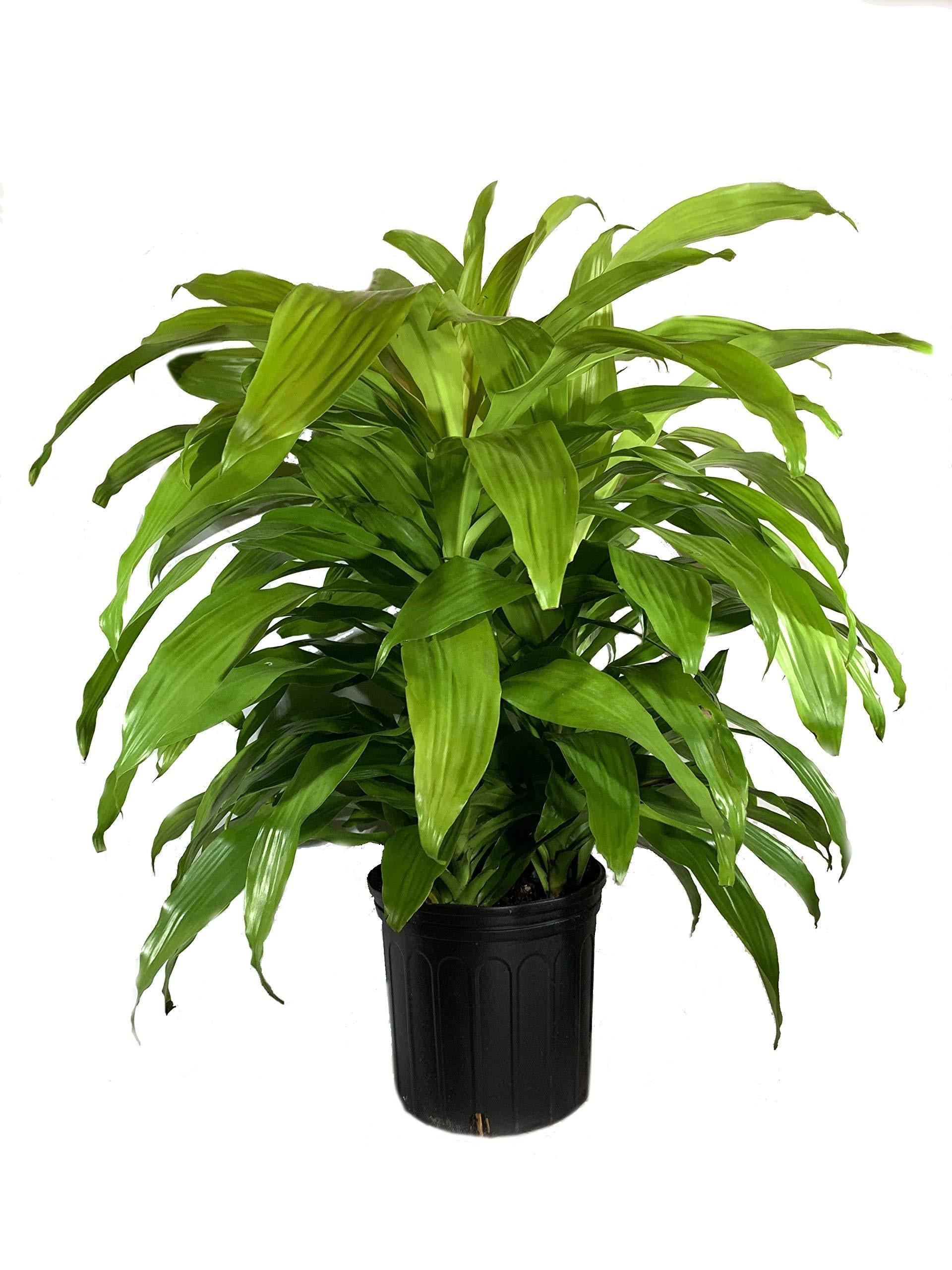 Dracaena Deremensis Limelight Bush - View 11 from www redcrocus com