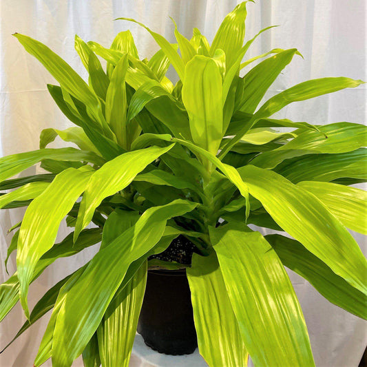 Dracaena Deremensis Limelight Bush - View 1 from www redcrocus com