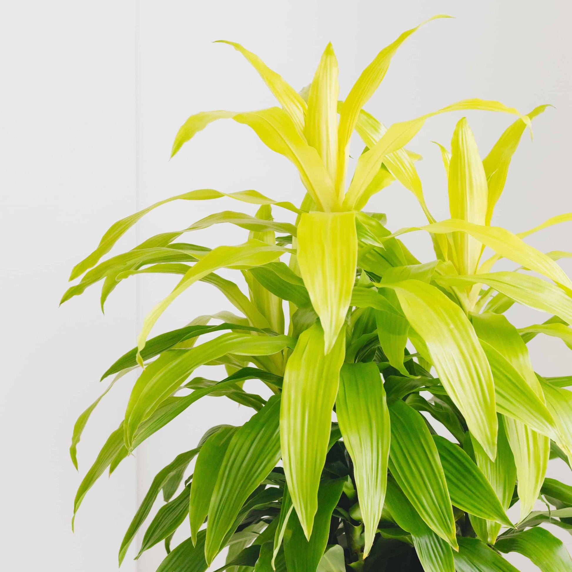 Dracaena Deremensis Limelight Bush - View 7 from www redcrocus com