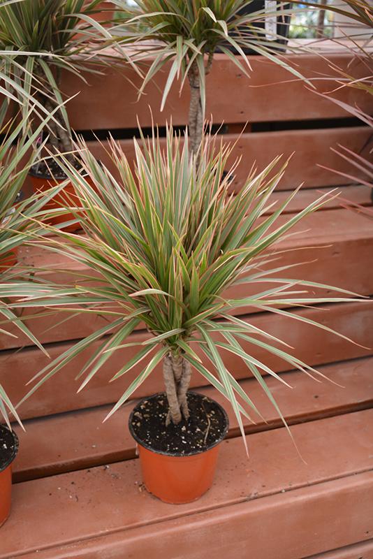 Dracaena Marginata Colorama Bush - View 11 from www redcrocus com