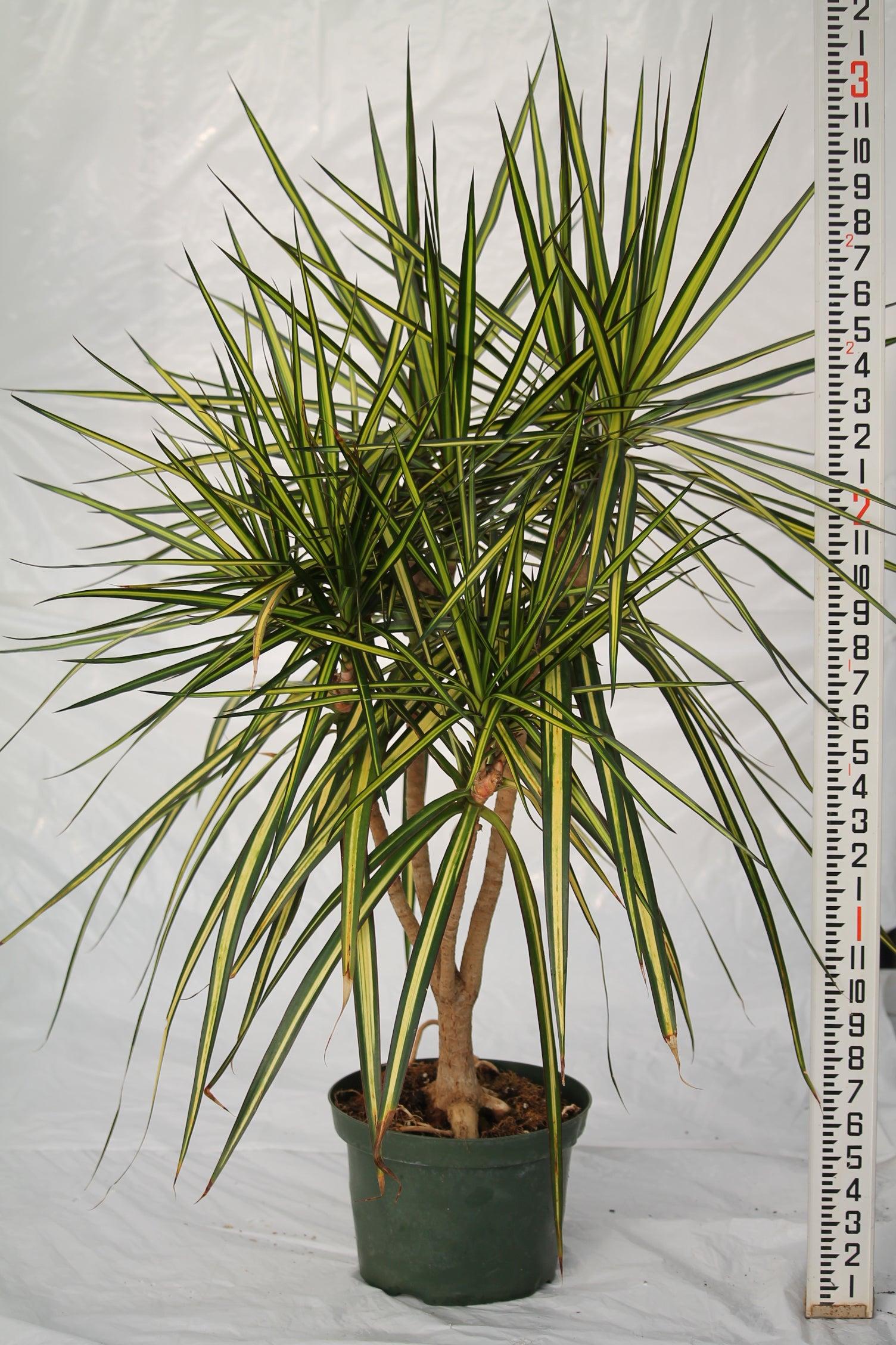 Dracaena Marginata Kiwi Bush - View 14 from www redcrocus com