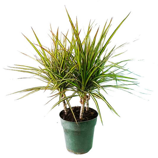 Dracaena Marginata Kiwi Bush - View 1 from www redcrocus com