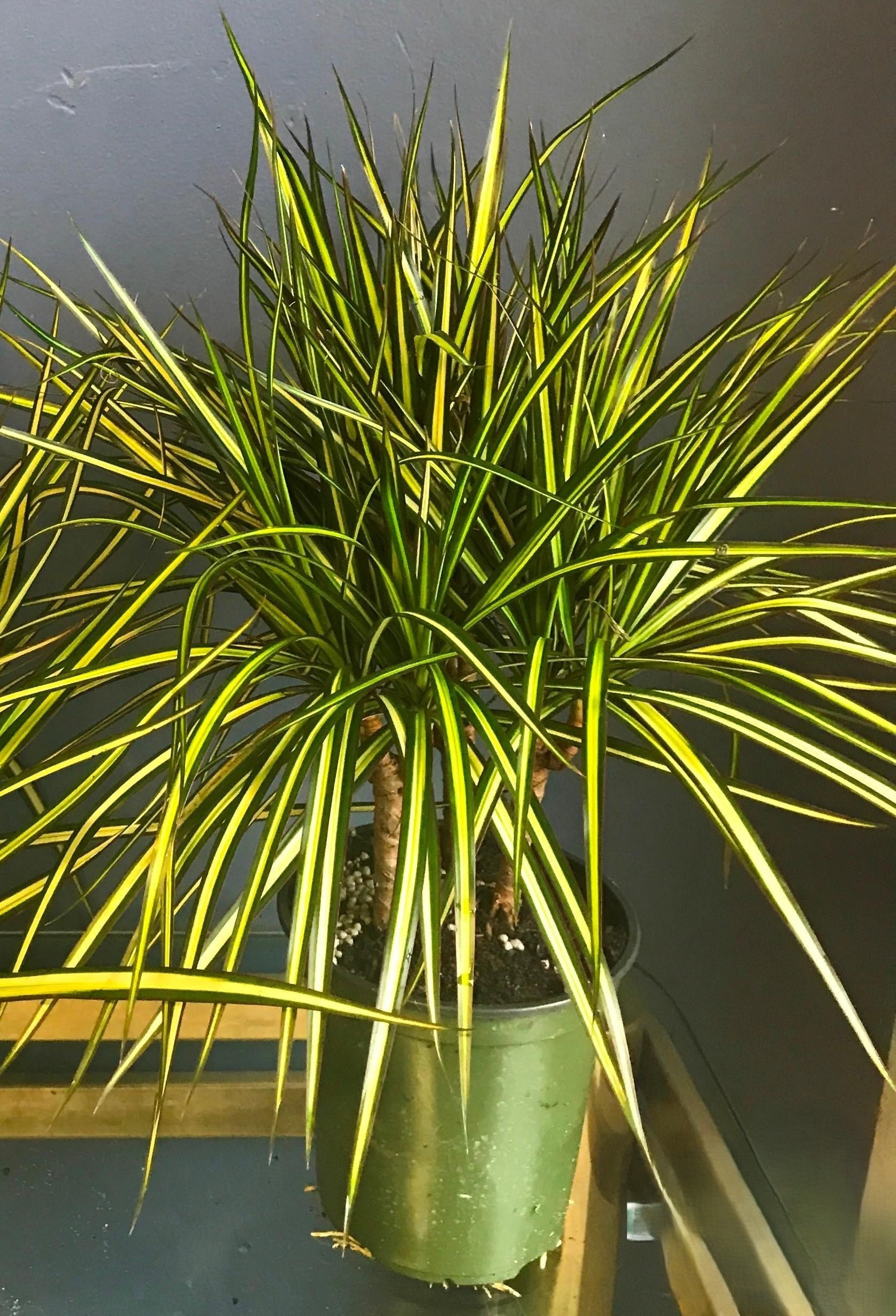 Dracaena Marginata Kiwi Bush - View 7 from www redcrocus com