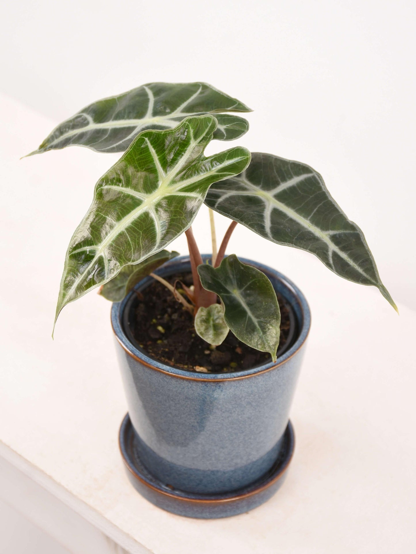 Alocasia Polly - View 11 from www redcrocus com