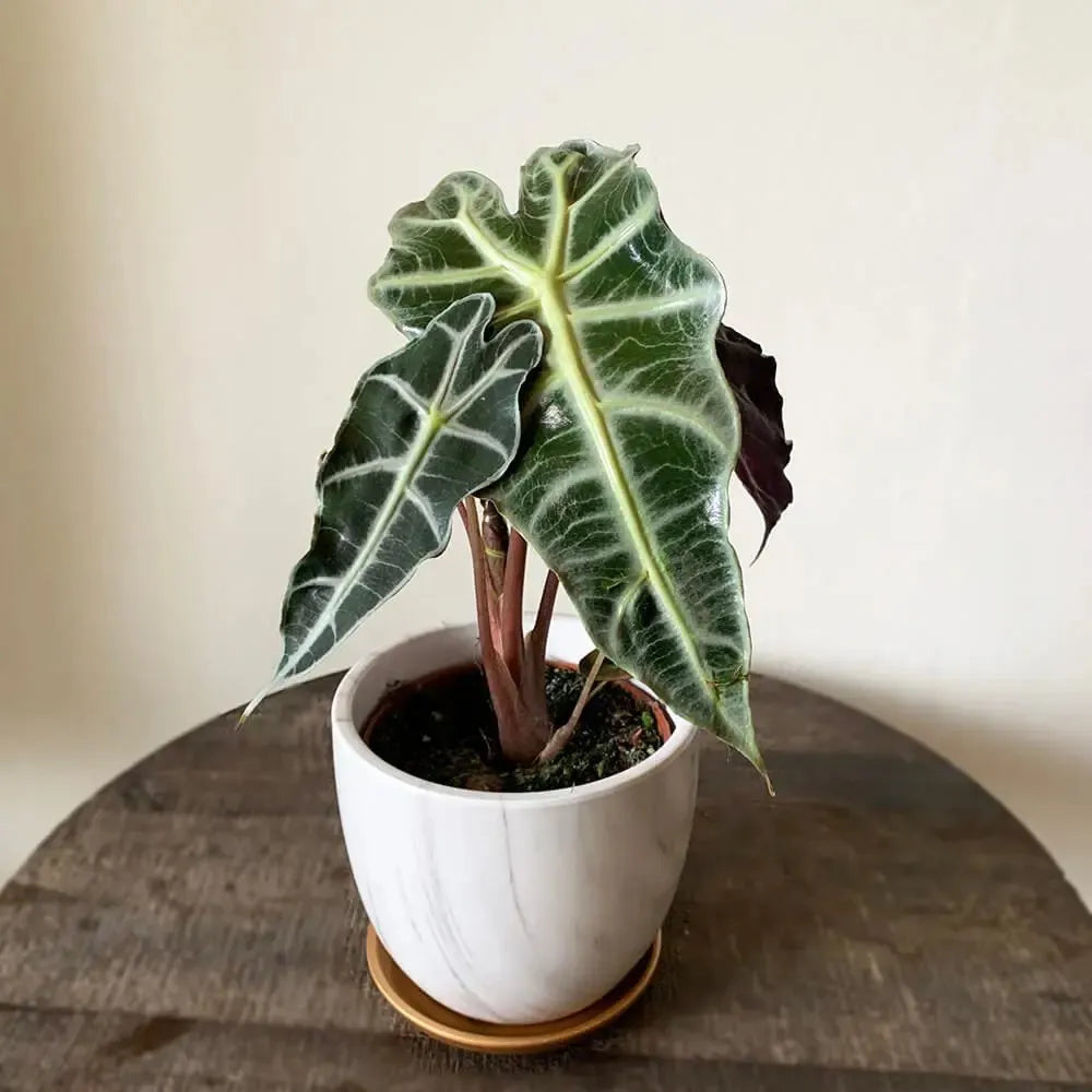 Alocasia Polly - View 11 from www redcrocus com