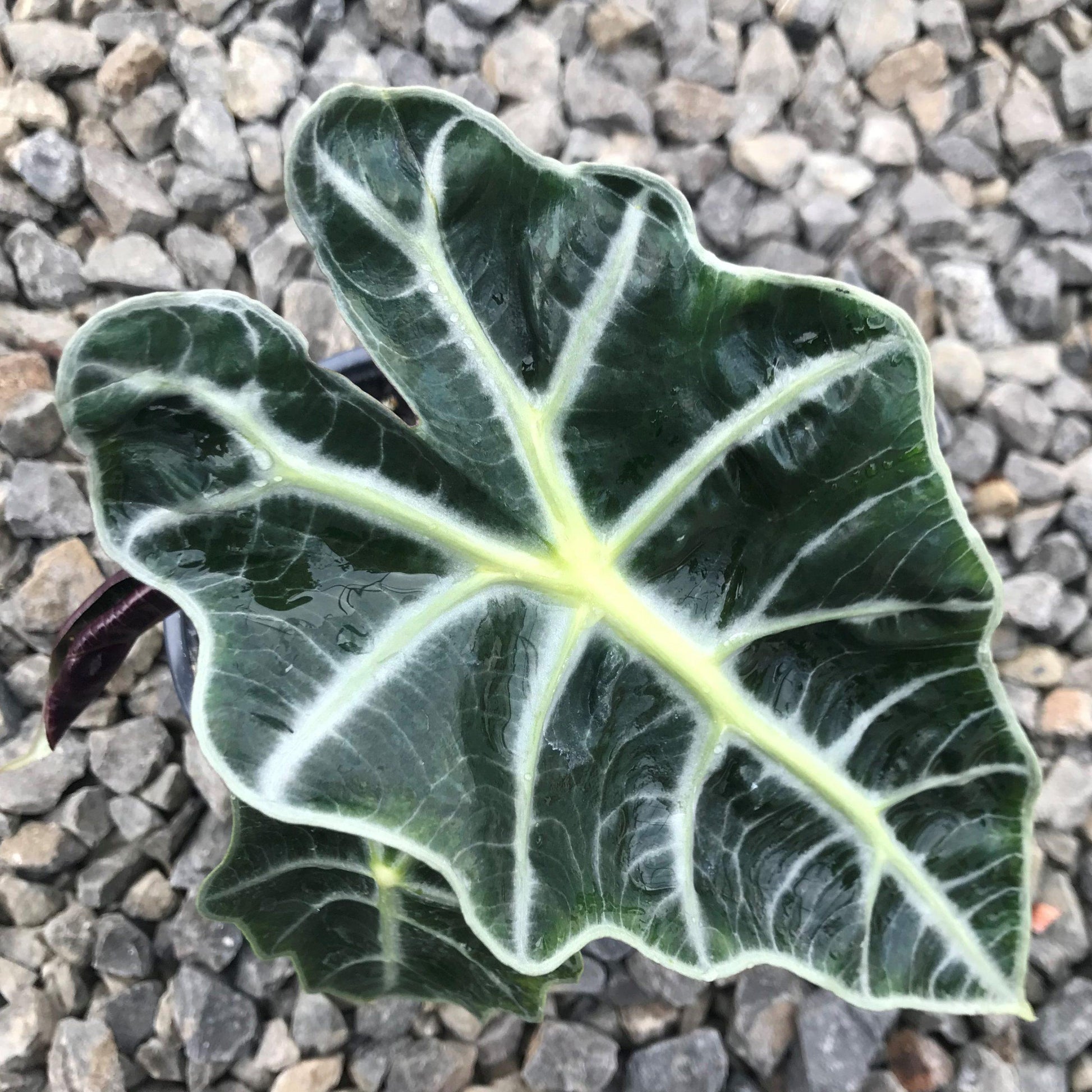 Alocasia Polly - View 12 from www redcrocus com