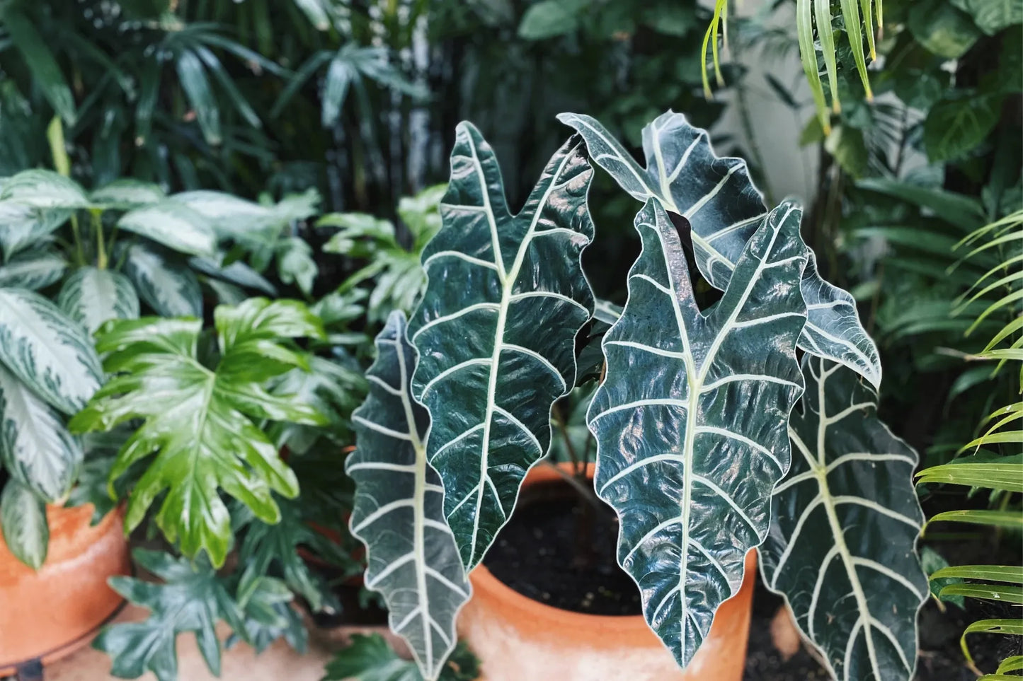 Alocasia Polly - View 12 from www redcrocus com