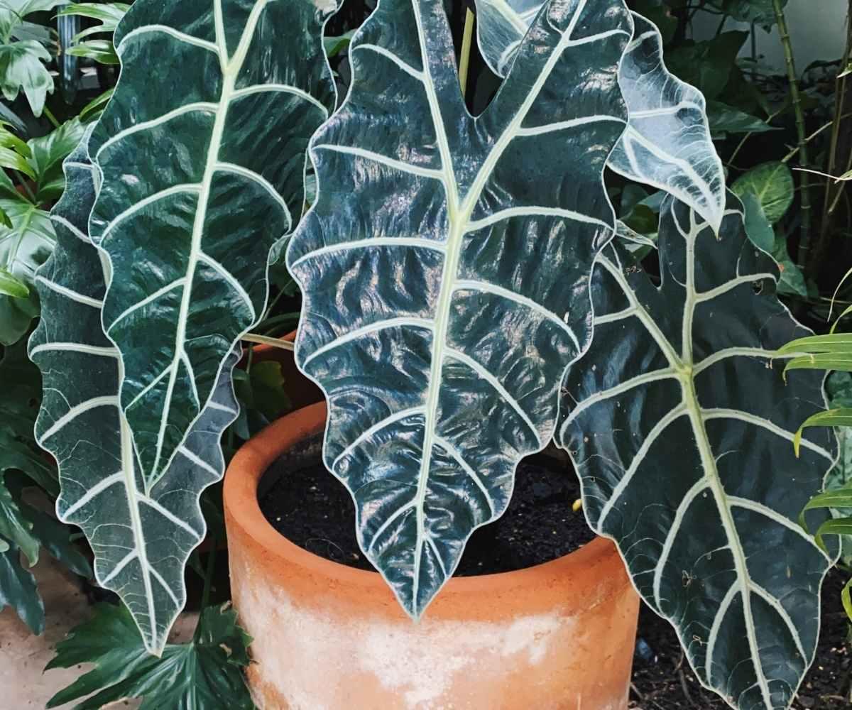 Alocasia Polly - View 13 from www redcrocus com