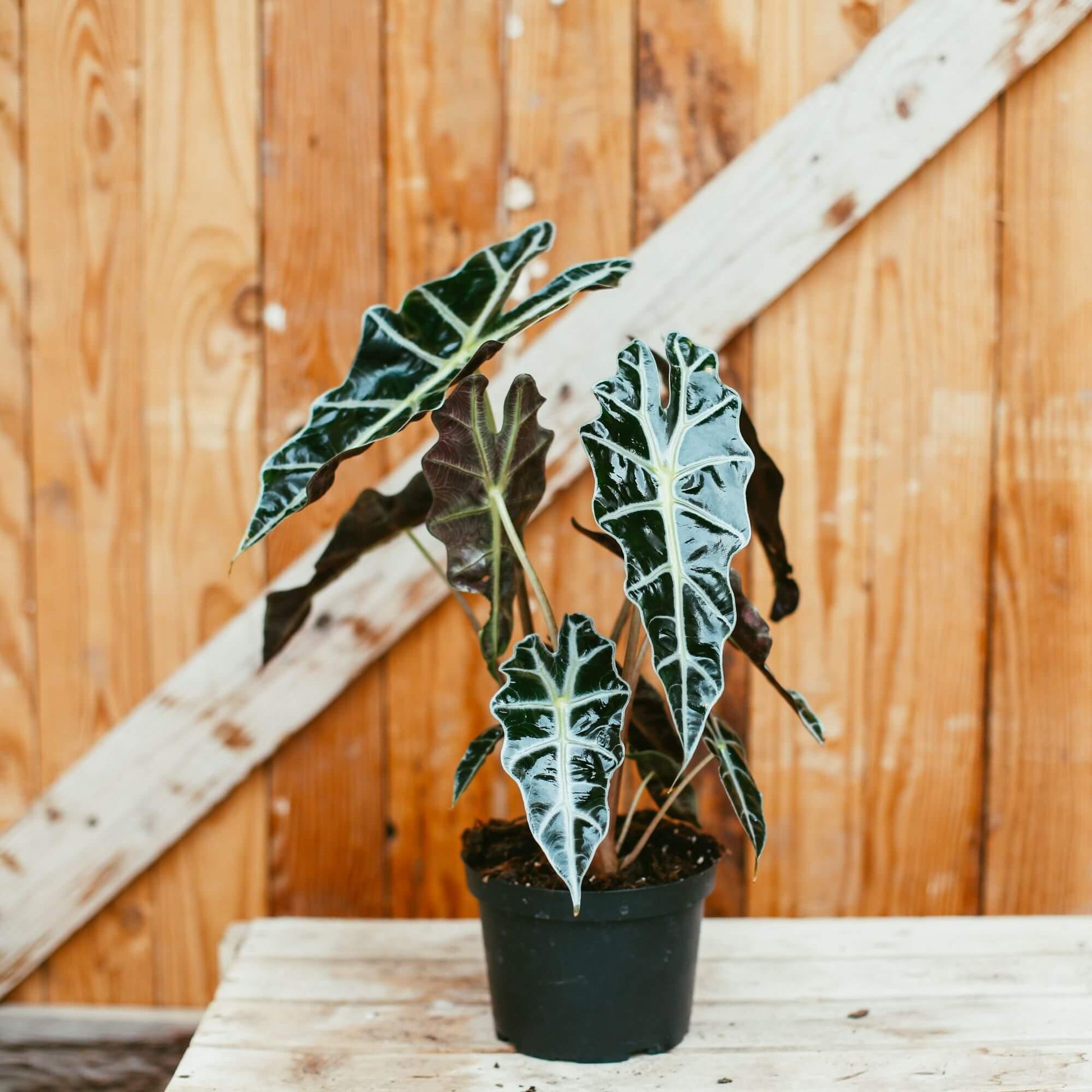 Alocasia Polly - View 14 from www redcrocus com