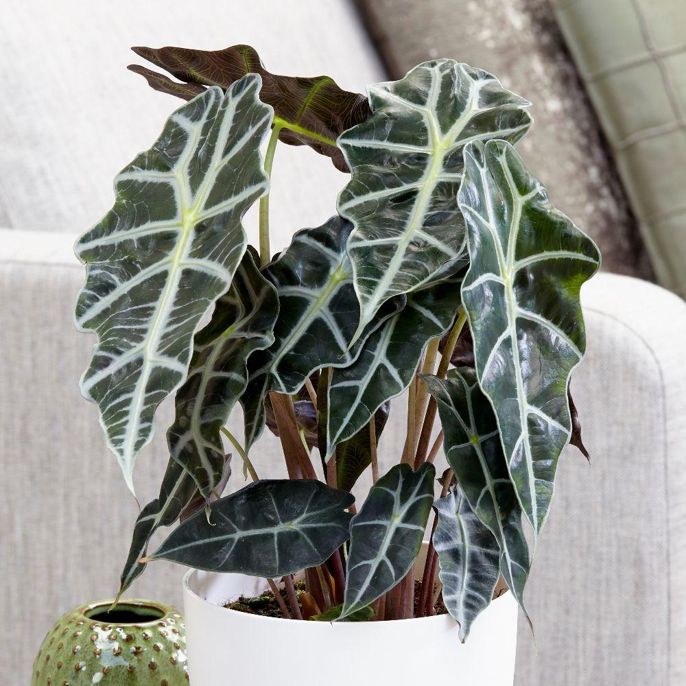 Alocasia Polly - View 17 from www redcrocus com