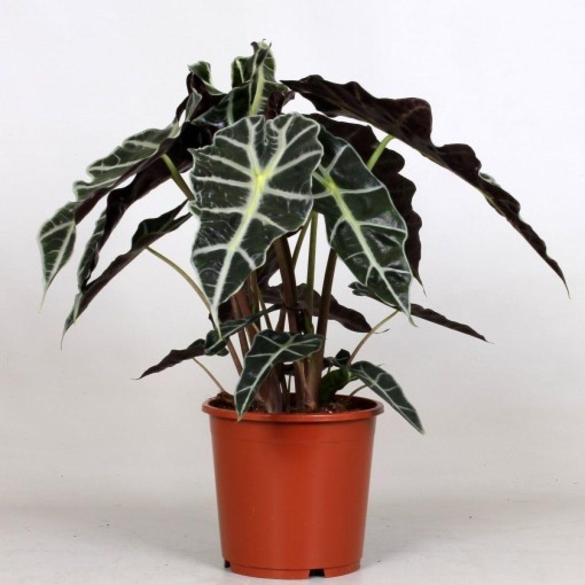 Alocasia Polly - View 19 from www redcrocus com