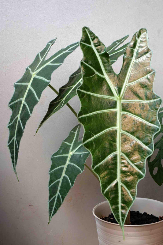 Alocasia Polly - View 1 from www redcrocus com