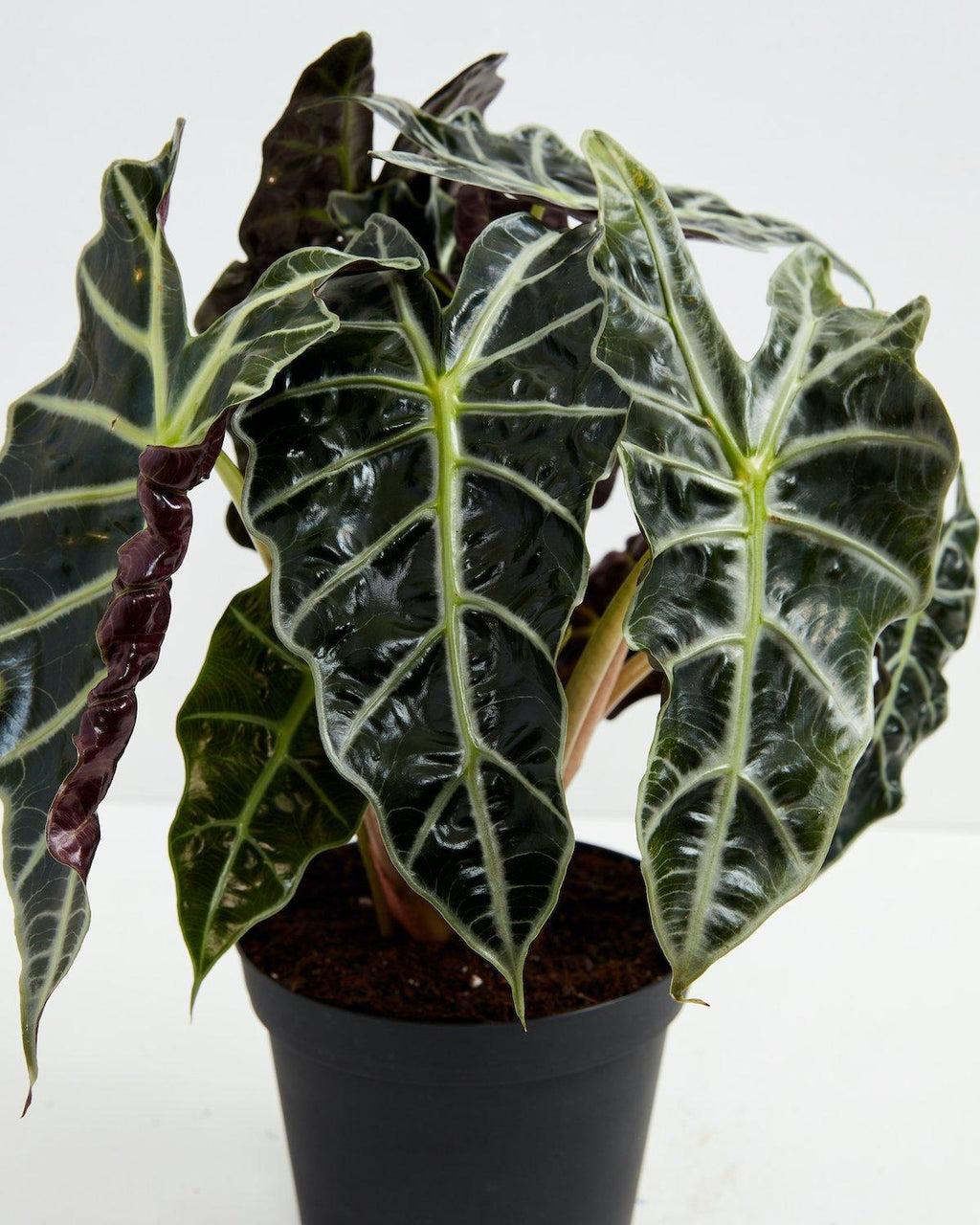 Alocasia Polly - View 2 from www redcrocus com