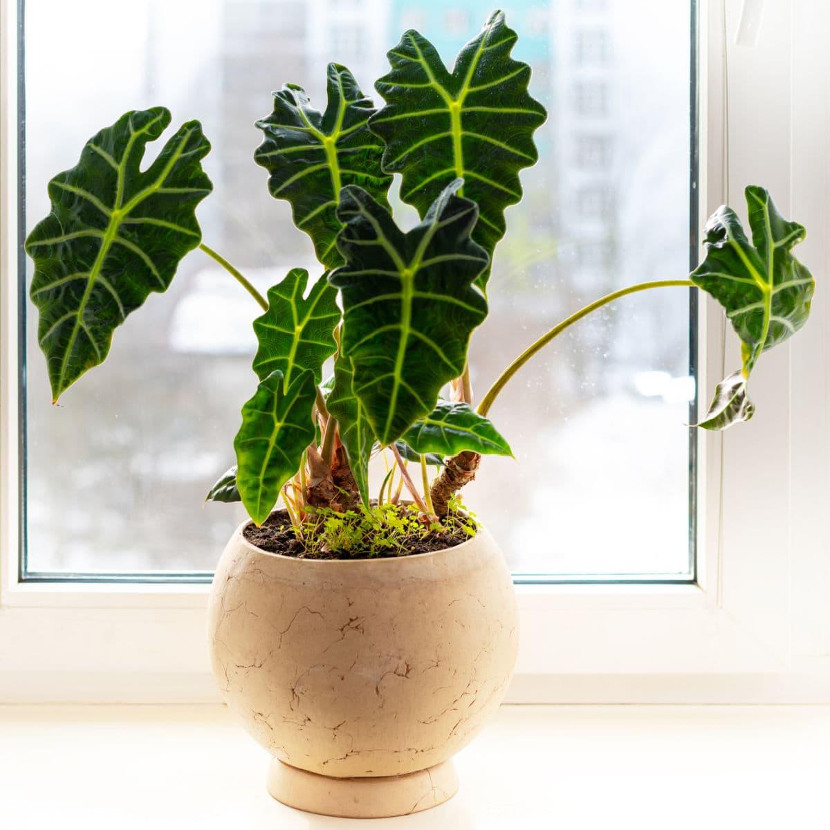 Alocasia Polly - View 3 from www redcrocus com