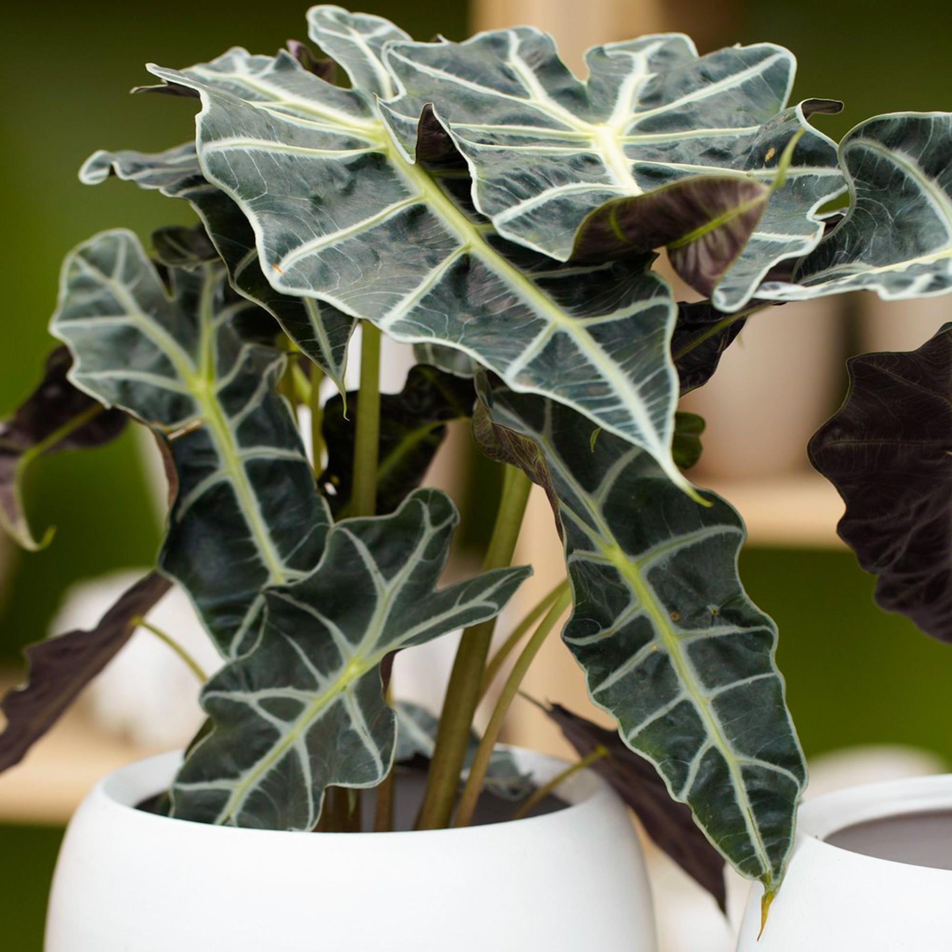 Alocasia Polly - View 4 from www redcrocus com