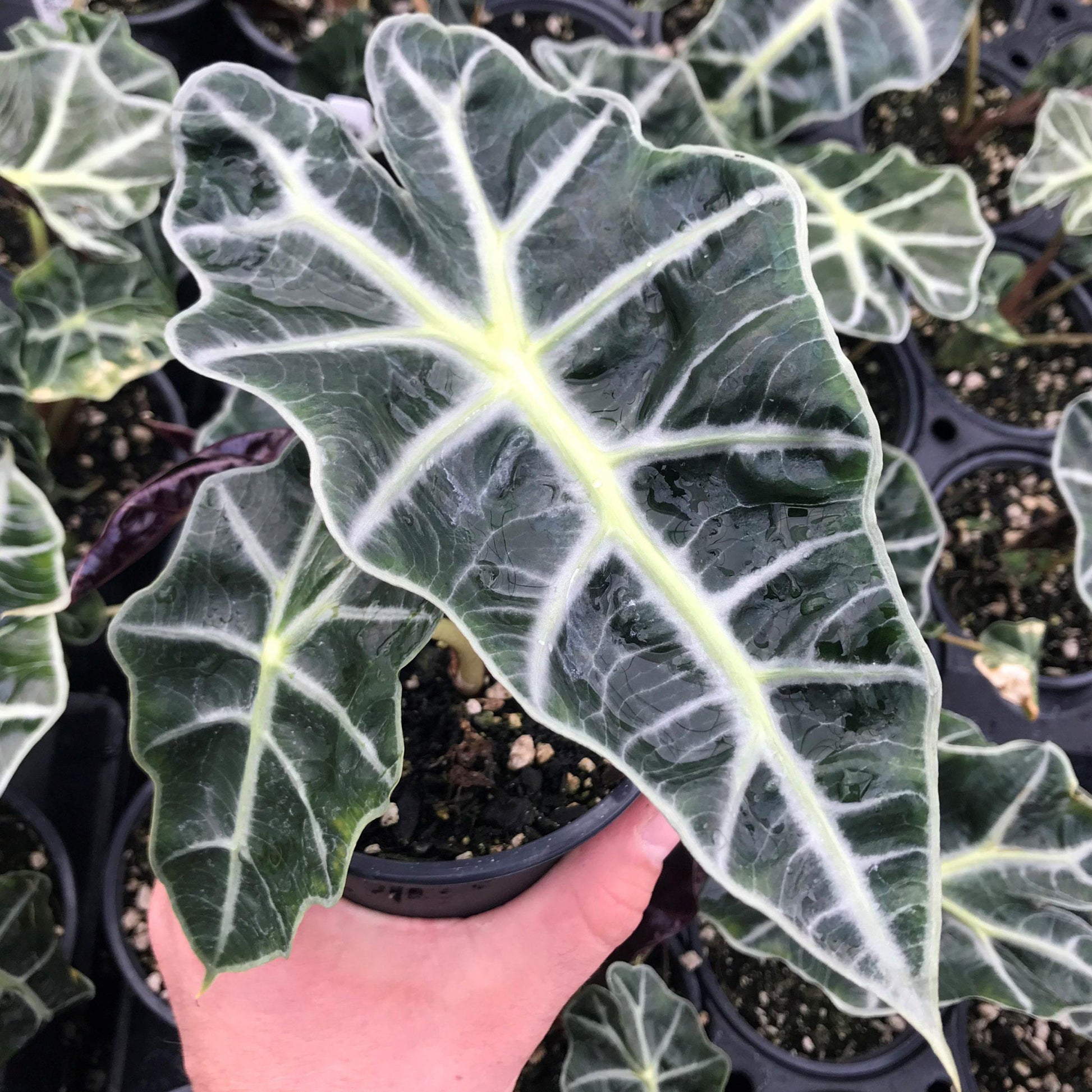 Alocasia Polly - View 8 from www redcrocus com