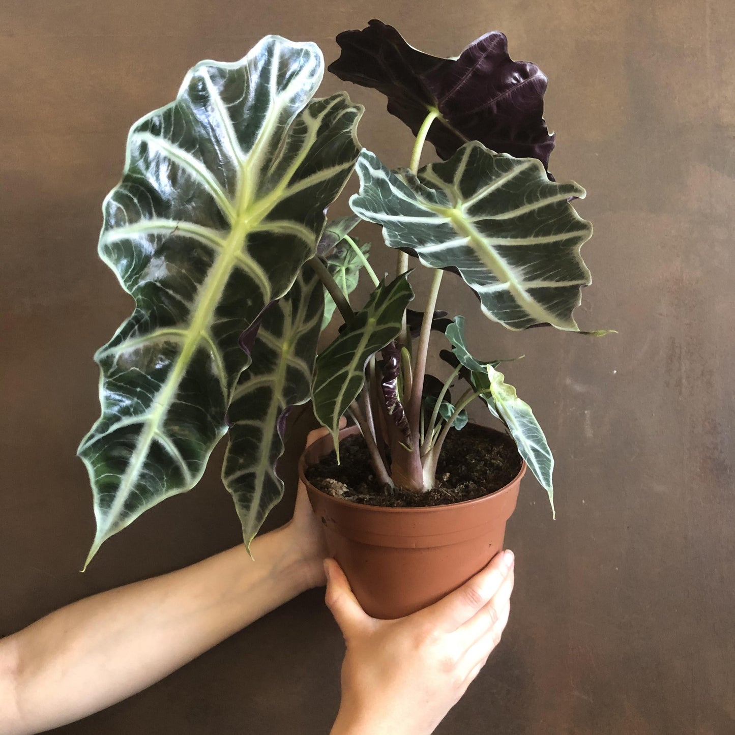 Alocasia Polly - View 9 from www redcrocus com