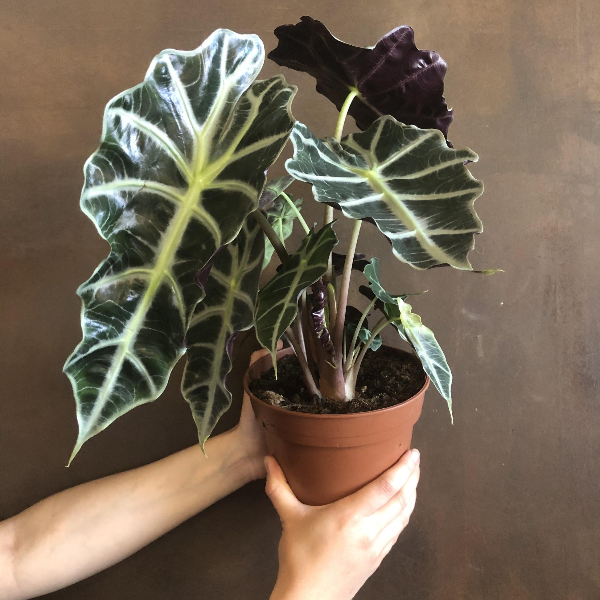 Alocasia Polly - View 9 from www redcrocus com