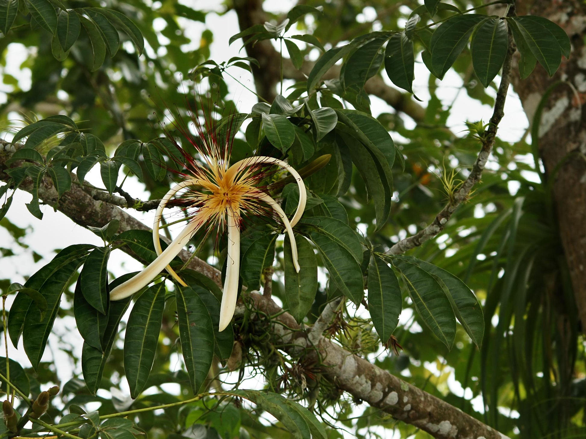 Pachira Aquatica - View 3 from www redcrocus com