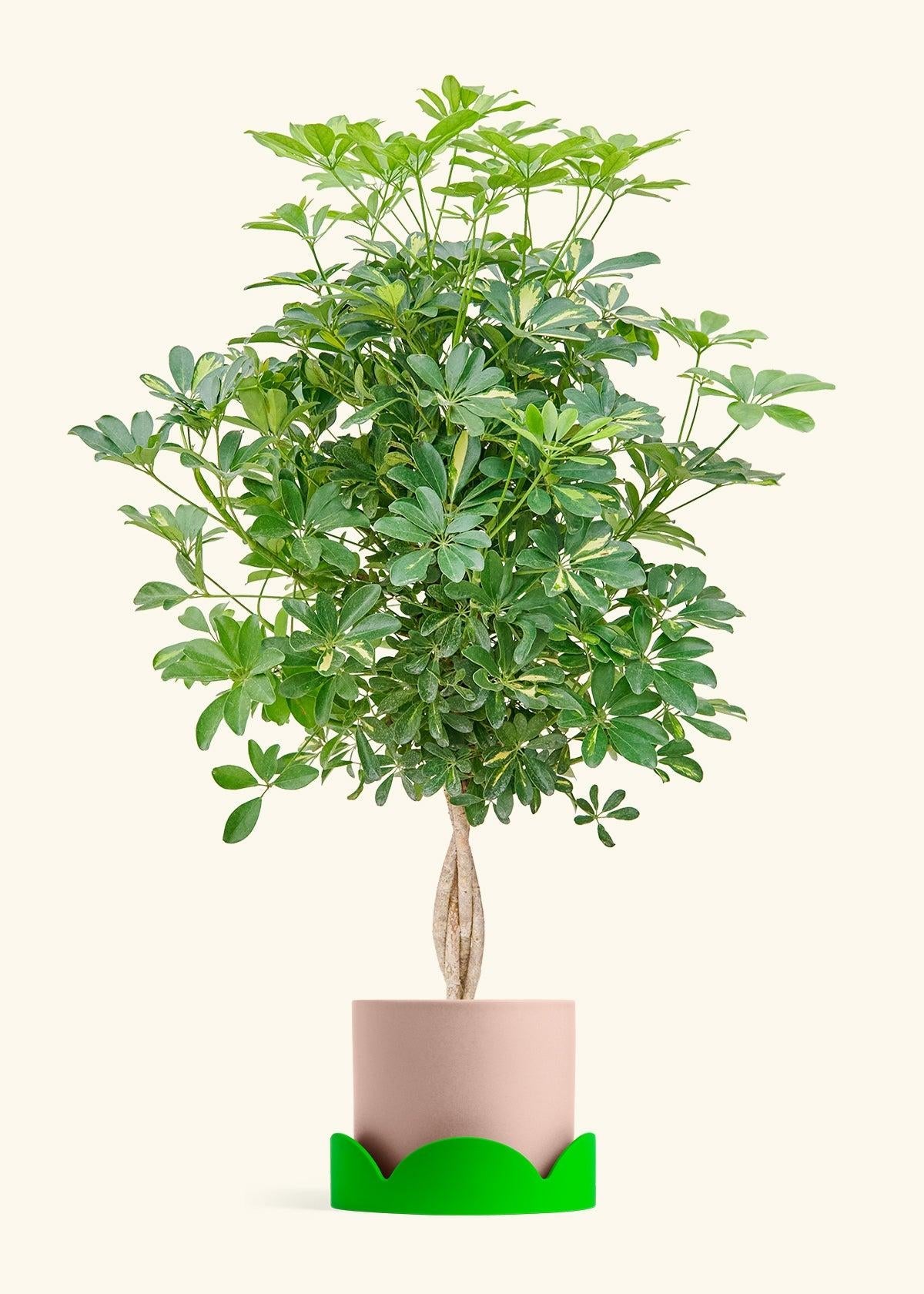 Schefflera Arboricola, Assorted - View 10 from www redcrocus com