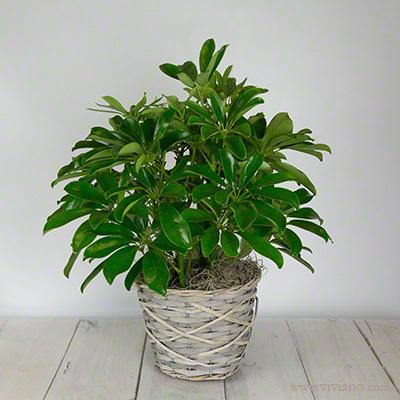 Schefflera Arboricola, Assorted - View 11 from www redcrocus com