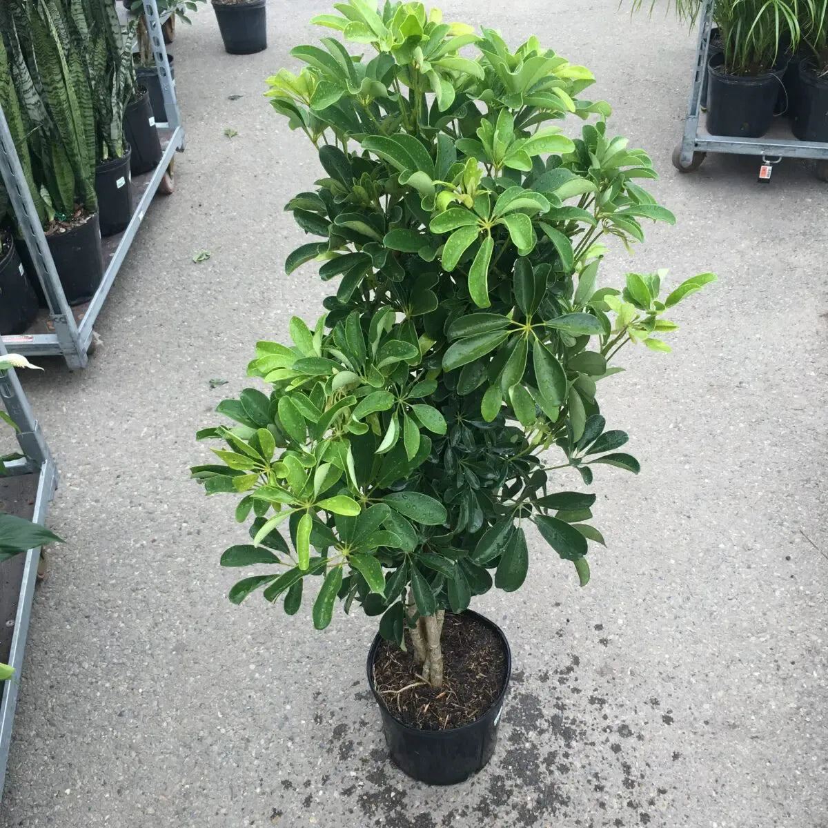 Schefflera Arboricola, Assorted - View 12 from www redcrocus com