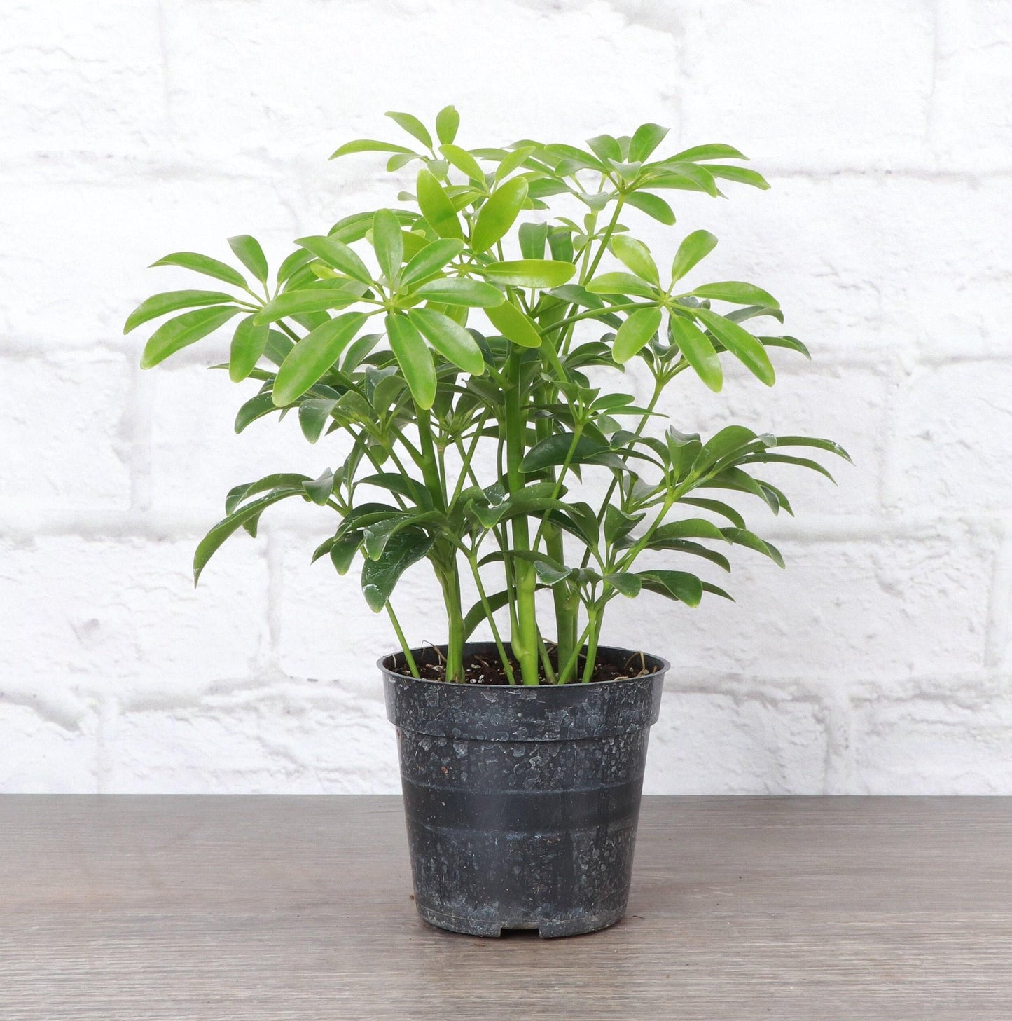 Schefflera Arboricola, Assorted - View 13 from www redcrocus com