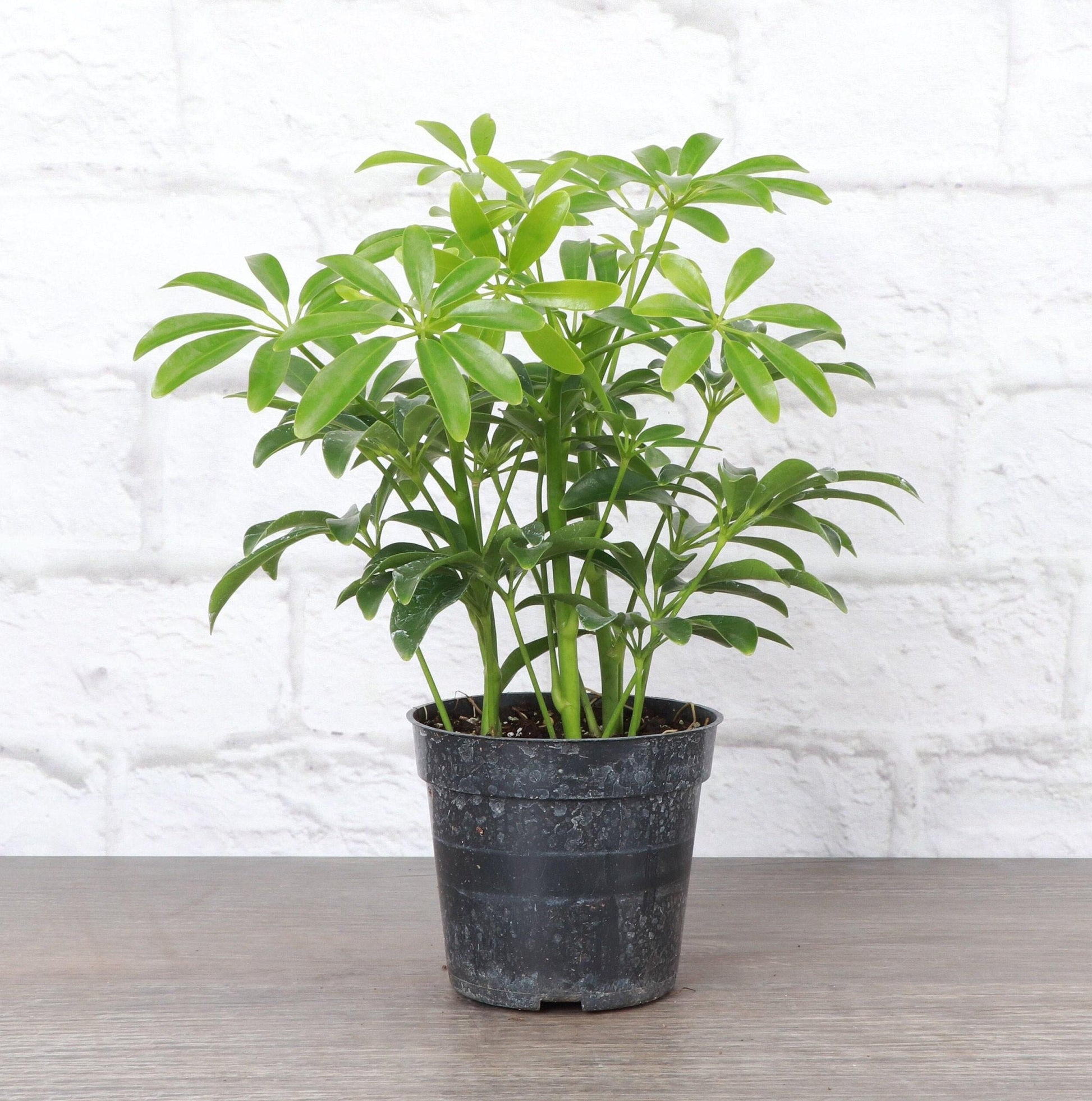 Schefflera Arboricola, Assorted - View 13 from www redcrocus com