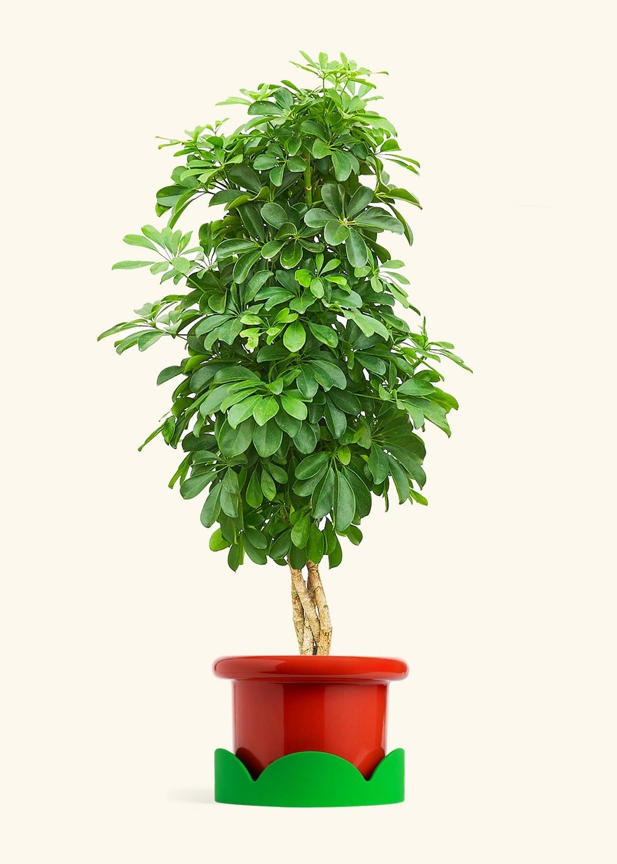 Schefflera Arboricola, Assorted - View 14 from www redcrocus com