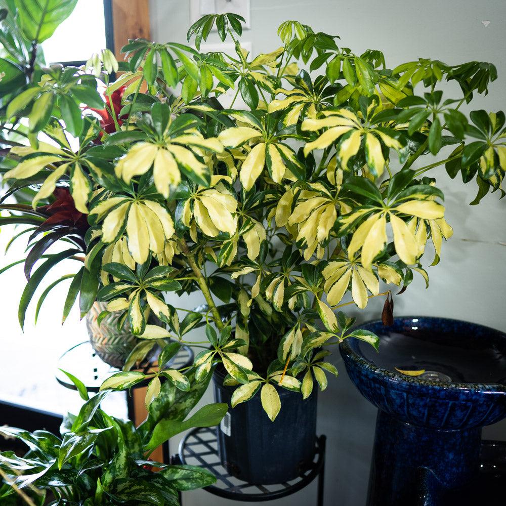 Schefflera Arboricola, Assorted - View 15 from www redcrocus com