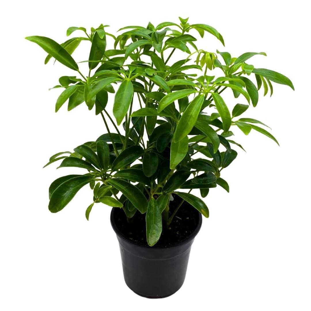 Schefflera Arboricola, Assorted - View 16 from www redcrocus com