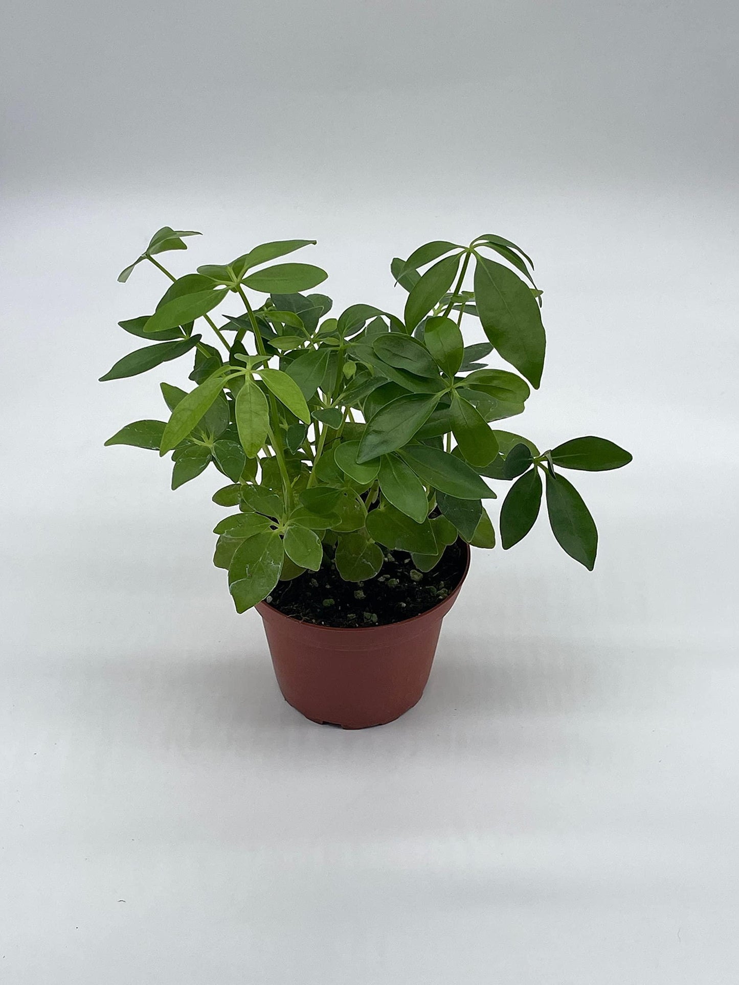 Schefflera Arboricola, Assorted - View 18 from www redcrocus com