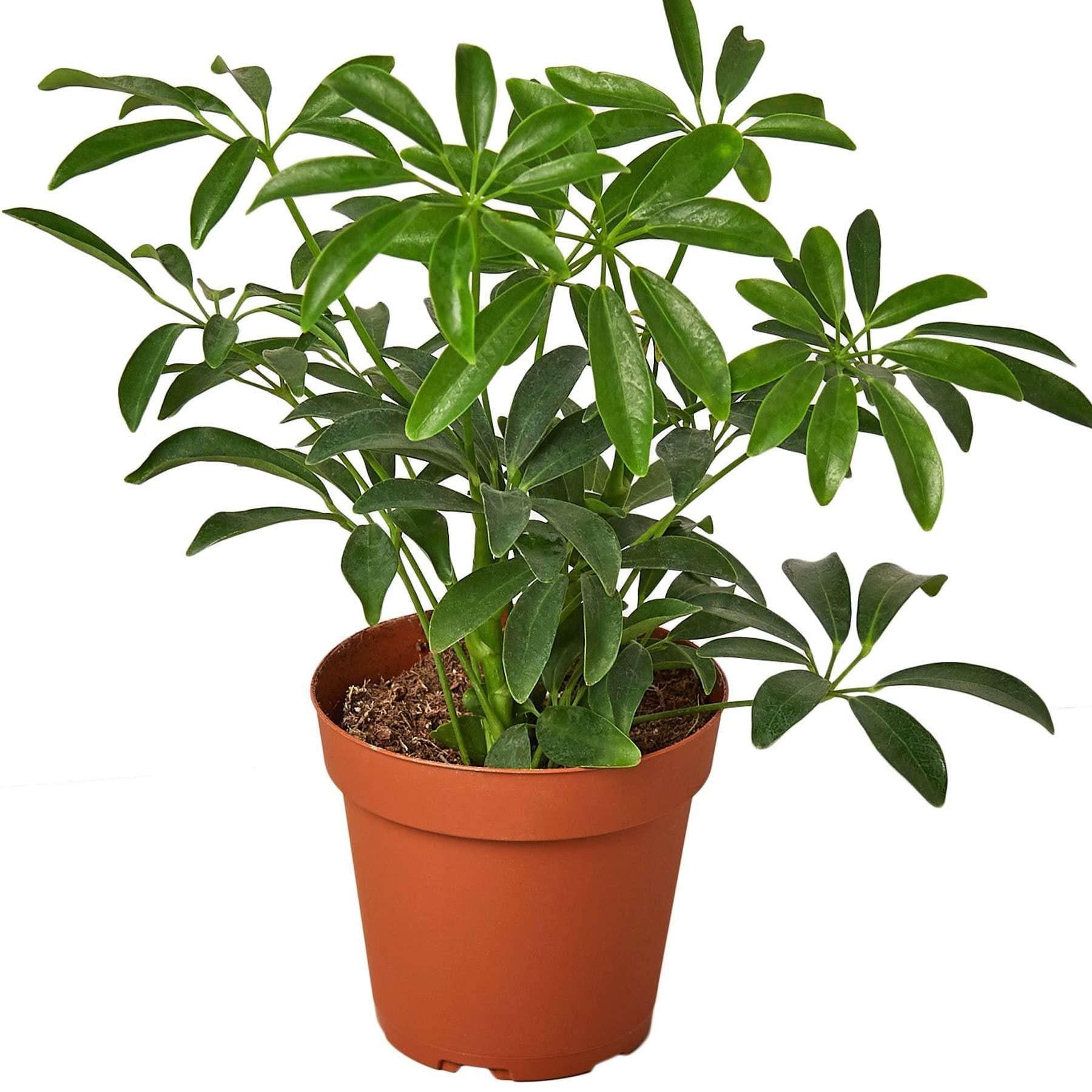 Schefflera Arboricola, Assorted - View 19 from www redcrocus com
