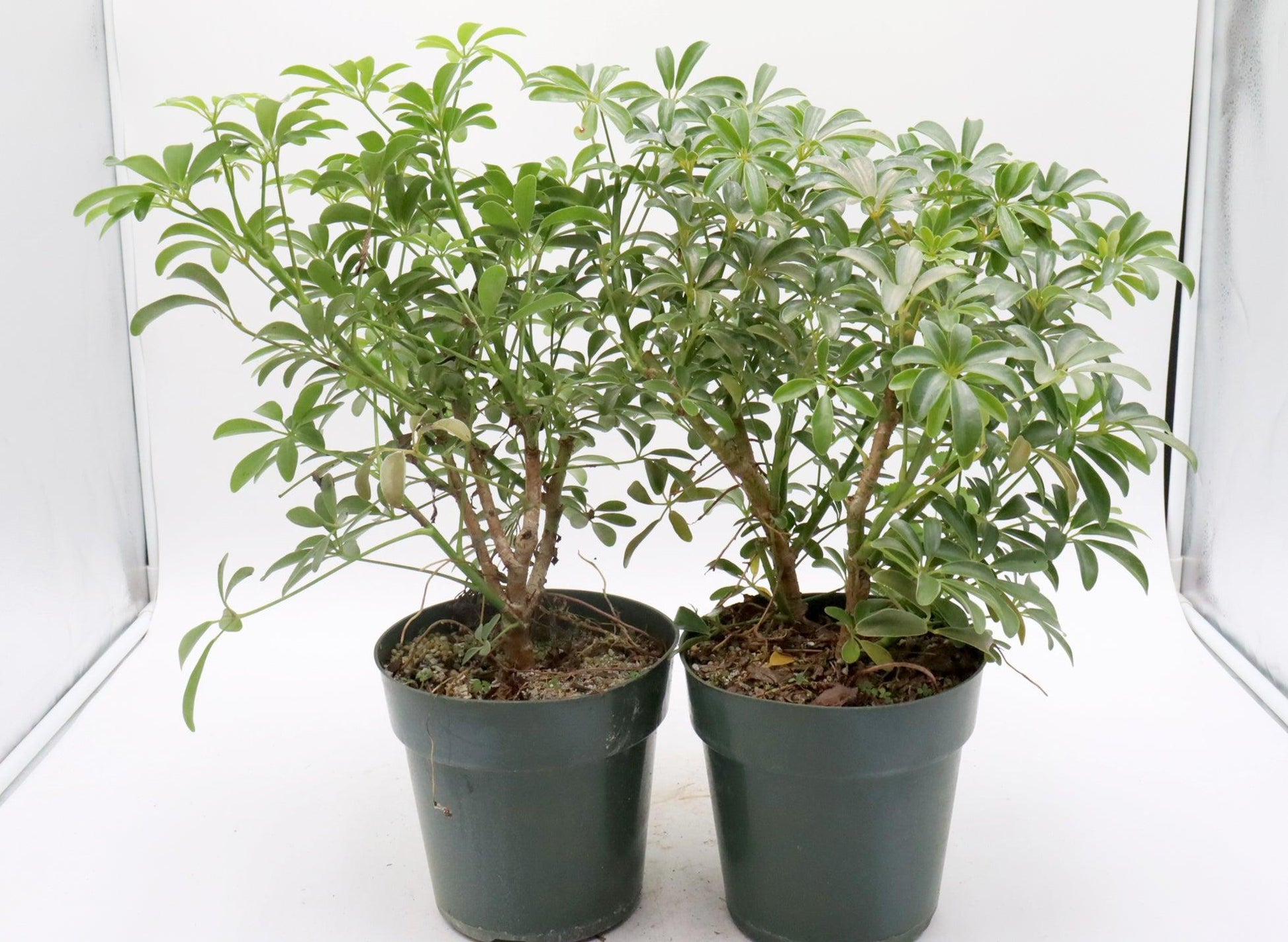 Schefflera Arboricola, Assorted - View 1 from www redcrocus com
