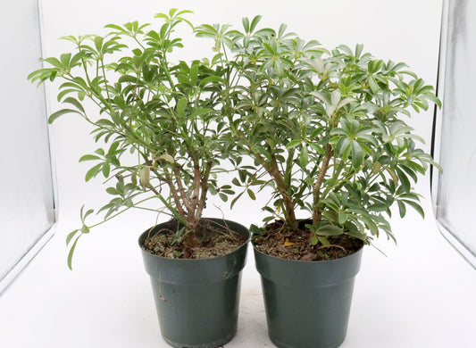Schefflera Arboricola, Assorted - View 1 from www redcrocus com