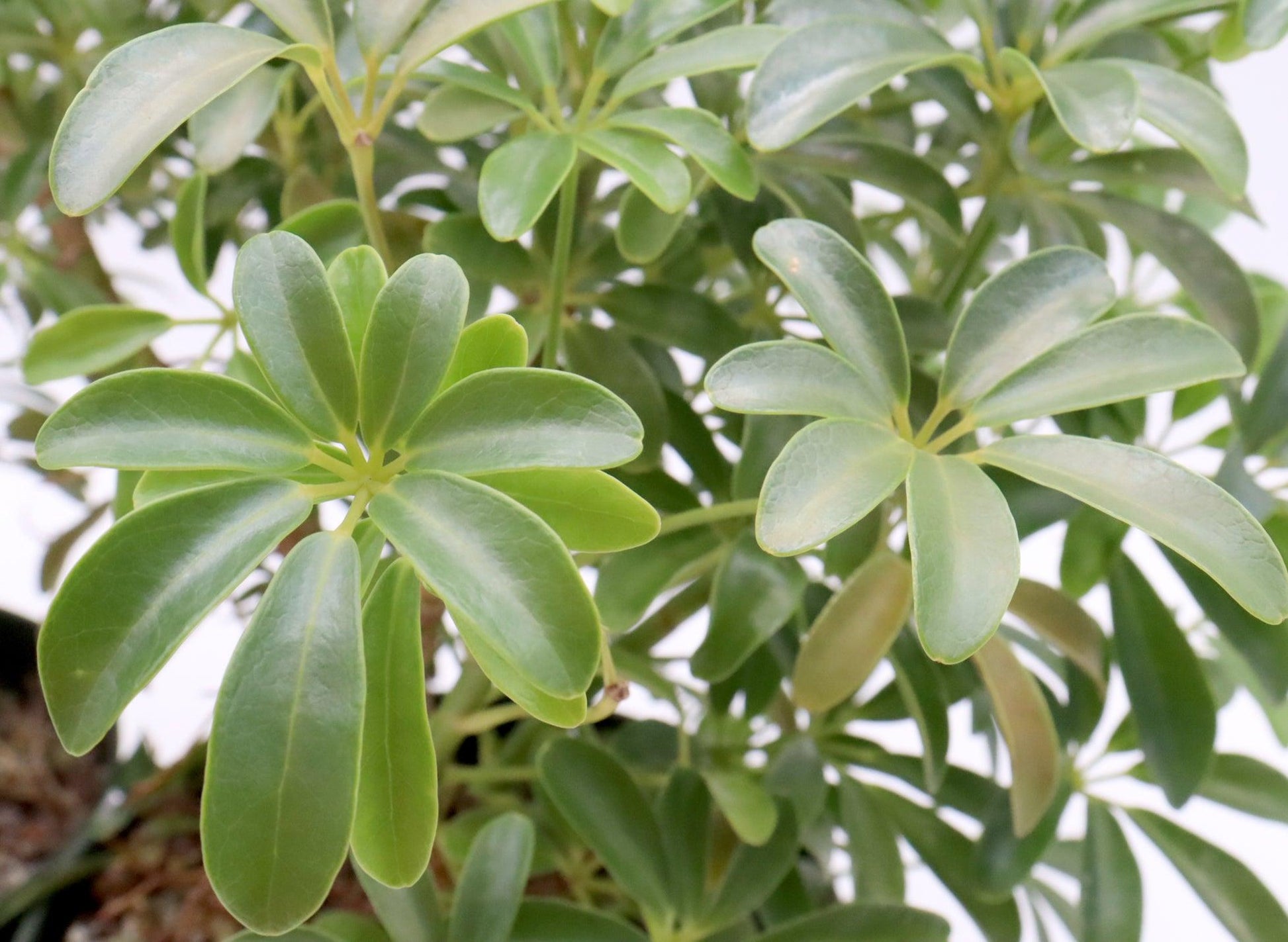 Schefflera Arboricola, Assorted - View 2 from www redcrocus com