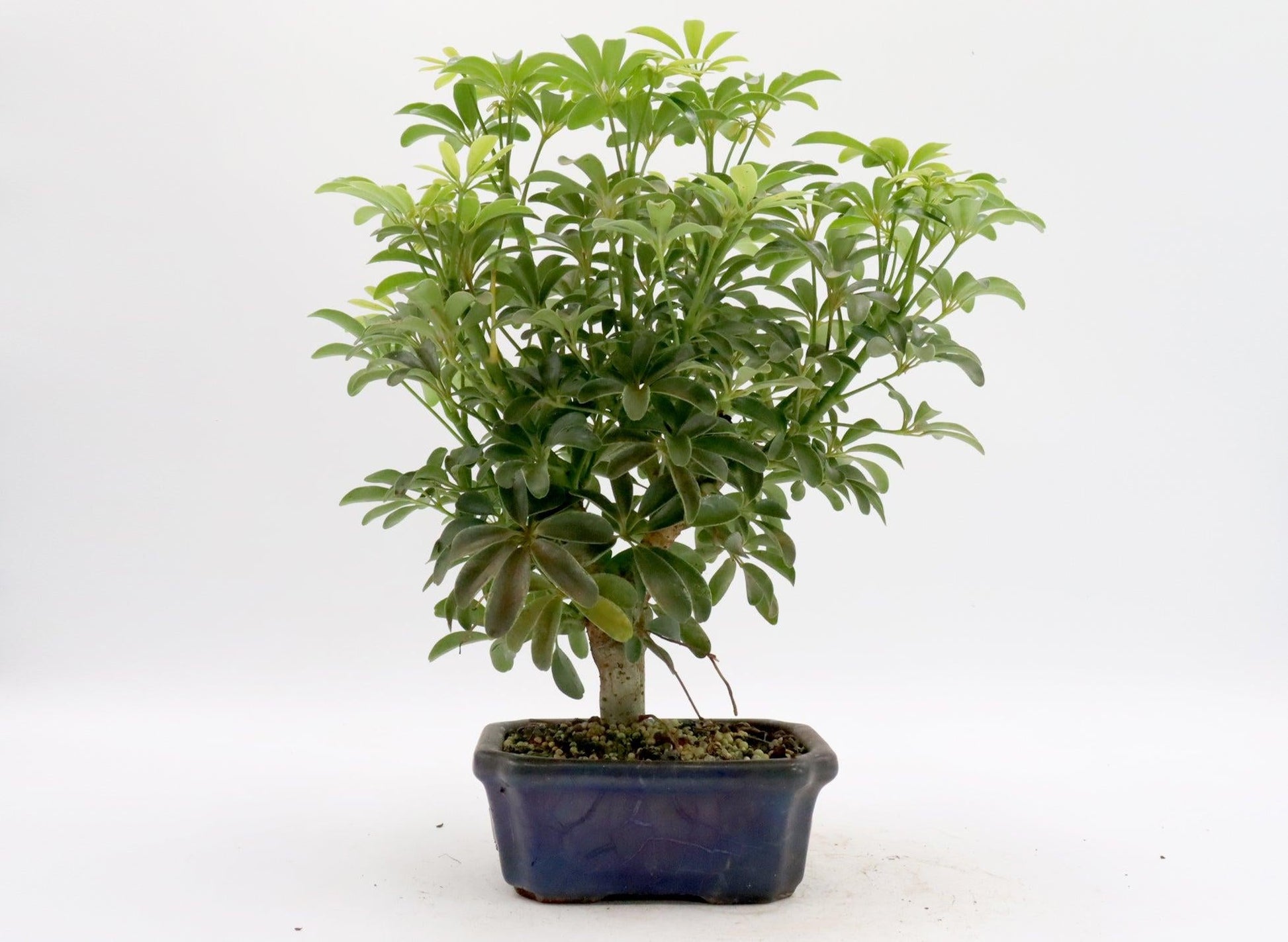Schefflera Arboricola, Assorted - View 3 from www redcrocus com