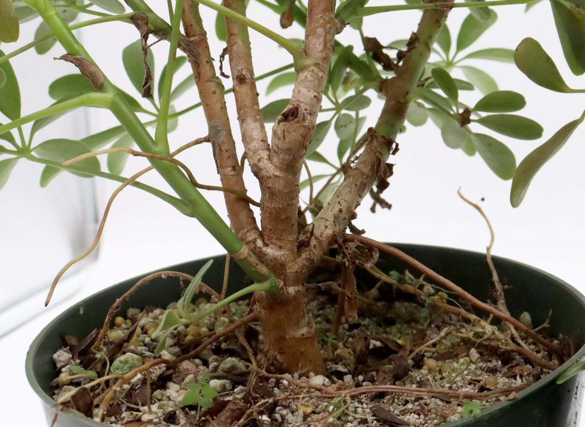 Schefflera Arboricola, Assorted - View 4 from www redcrocus com
